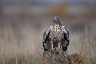 Bonelli's eagle (Aquila fasciata), mantling on tree stump, La Mancha, Spain, Europe