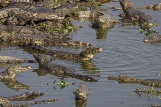 Spectacled caiman (Caiman yacare), large aggregation, lake at the Pantaneira, main road through the