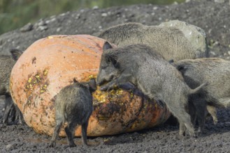 A herd of wild boar (Sus scrofa) stands in a clearing and eats a giant pumpkin