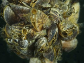 A cluster of quagga mussels (Dreissena rostriformis bugensis), invasive species, Wildsau dive site,