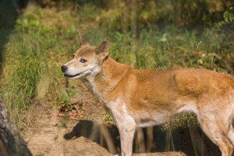 One New Guinea singing dog or New Guinea Highland dog (Canis hallstromi) (Canis dingo hallstromi,