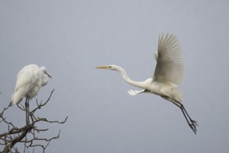 A great egret (Ardea alba) flies in front of a tree while another one rests on a branch, Hesse,