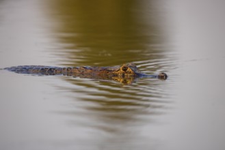 Spectacled caiman (Caiman yacare), swimming in a lake, portrait, Pantanal, Brazil, South America