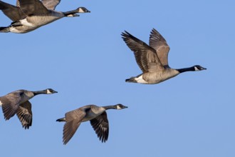 Flock of Canada geese, Canadian goose (Branta canadensis) in flight against blue sky in winter