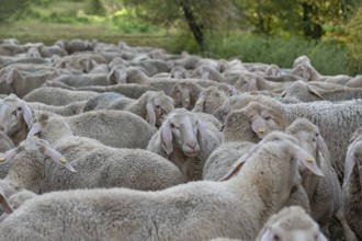 A herd of Merinoland sheep in the pasture, Thuisbrunn, Upper Franconia, Bavaria, Germany, Europe