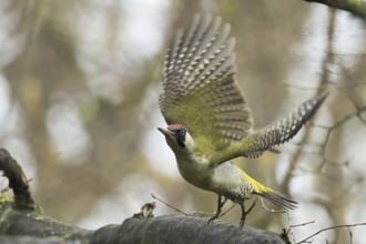 A green woodpecker (Picus viridis) flies off a branch in the forest with its wings outstretched,