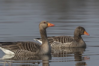 Greylag goose (Anser anser) swimming on a pond in a nature reserve. Lower Rhine, Alsace, France,