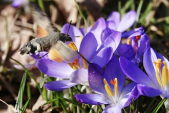 Dove's tail (Macroglossum stellatarum) and crocuses, February, Saxony, Germany, Europe