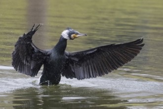 A cormorant (Phalacrocorax carbo) spreads its wings in the water while the water splashes, Hesse,