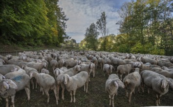 A herd of Merinoland sheep in a fenced pasture, Thuisbrunn, Upper Franconia, Bavaria, Germany,