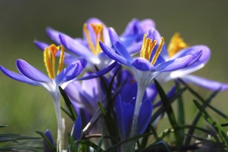 Crocuses, February, Germany, Europe