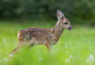 Roe deer (Capreolus capreolus), fawn standing in a meadow and licking its mouth, Germany, Europe