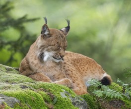 Eurasian lynx (Lynx lynx) lying on a moss-covered rock in the forest, captive, Bavarian Forest