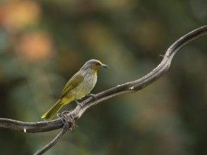 Striped-throated bulbul (Pycnonotus finlaysoni), Phetchaburi, Kaeng Krachan National Park,