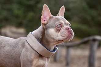 Portrait of New Shade Isabella orange Tan colored French Bulldog with wide pull stop dog collar