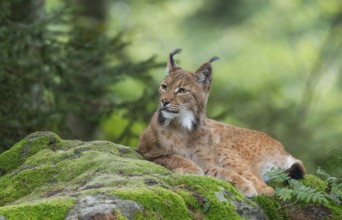 Eurasian lynx (Lynx lynx) lying on a moss-covered rock in the forest and looking attentively,