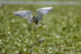 White-bearded Tern (Chlidonias hybrida), flying with nesting material, Danube Delta, Romania,