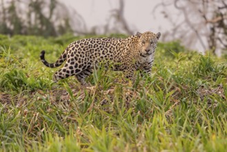 Jaguar (Panthera onca), upper edge of steep bank, Pantanal, Brazil, South America