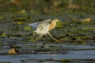 Squacco heron (Ardeola ralloides), running over water lily pads, Danube Delta, Romania, Europe