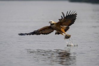 Fish hawk (Busarellus nigricollis), catching fish, Pantanal, Brazil, South America