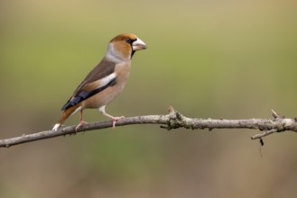 Hawfinch (Coccothraustes coccothraustes), on branch, Andalusia, Spain, Europe