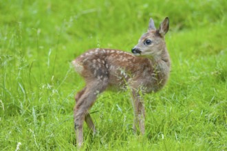 Roe deer (Capreolus capreolus), fawn standing in a meadow and looking attentively, Germany, Europe