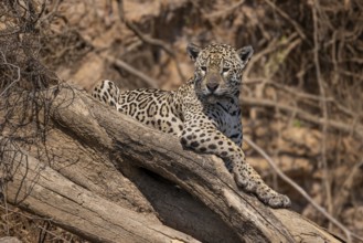 Jaguar (Panthera onca) on a tree trunk, Pantanal, Brazil, South America