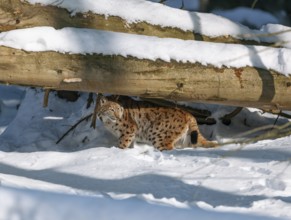 Lynx (Lynx lynx) stands in the forest in the snow and looks attentively, Germany, Europe