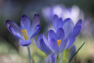 Elfin crocus (Crocus tommasianus), Emsland, Lower Saxony, Germany, Europe