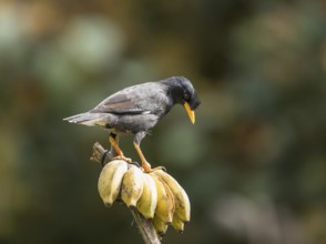 Long-crested myna (Acridotheres javanicus), Phetchaburi, Kaeng Krachan National Park, Thailand,