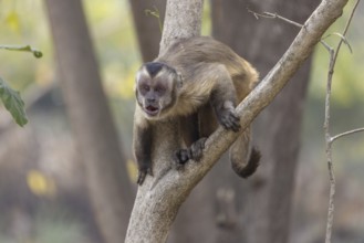 Crested capuchin monkey (Sapajus apella) or hooded capuchin, on branch, Pantanal, Brazil, South