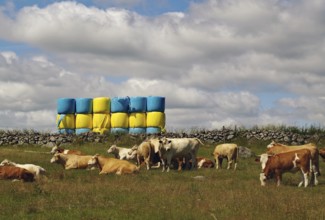 Grazing cows in a meadow in front of stacked fodder and a cloudy sky, fodder bale in the shape of