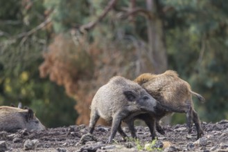 Two young wild boars (Sus scrofa) fight in a dry clearing. In the background you can see a forest