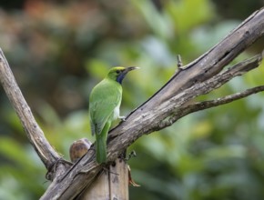 Golden-fronted Leafbird (Chloropsis aurifrons), Kaeng Krachan National Park, Thailand, Asia