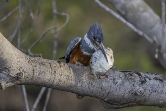 Red-breasted Kingfisher (Megaceryle torquata), on branch, eating fish, Rio Claro, Pantanal, Brazil,