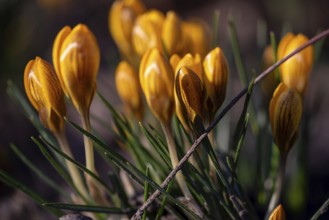 Yellow crocuses in nature in the sunshine, surrounded by leaves, Germany, Europe