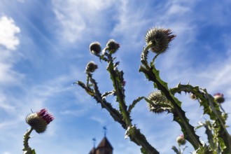 Flowering thistle, garden, Sissinghurst Castle and Garden, Cranbrook, Kent, England, Great Britain