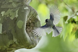 Blue tit (Parus caeruleus), approaching the breeding den, Canton Zug, Switzerland, Europe