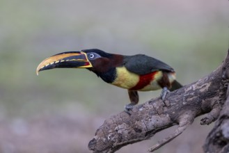 Brown-eared Aracari (Pteroglossus castanotis), on branch, Pantanal, Brazil, South America