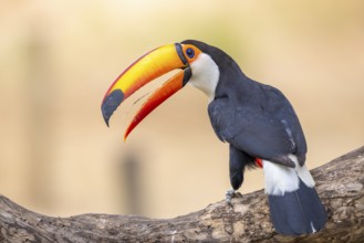 Giant toucan (Ramphastos toco), tongue visible, Pantanal, Brazil, South America