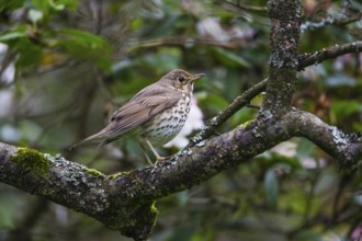 Song Thrush (Turdus philomelos), adult bird perched on a branch, Hesse, Germany, Europe