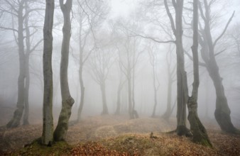 Mysterious forest in the fog, bizarrely overgrown bare beech trees, autumn, Ore Mountains, Czech