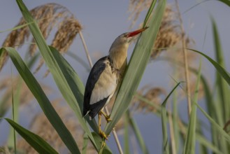 Little Bittern (Botaurus minutus, on top of a reed, Lake Kerkini, Greece, Europe