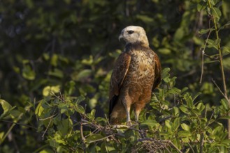 Fish hawk (Busarellus nigricollis), portrait, Pantanal, Brazil, South America