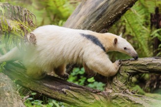 A southern tamandua (Tamandua tetradactyla), walks on a branch of a tree in a forest