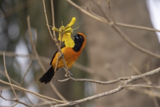 Orange-backed Oriole (Icterus croconotus), on yellow flower, Pantanal, Brazil, South America