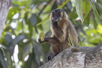 Crested capuchin monkey (Sapajus apella) or hooded capuchin, feeding in a tree, Pantanal, Brazil,