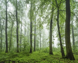 Near-natural deciduous forest of beech, oak and hornbeam with fog in spring, near Freyburg,