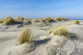 The East Frisian North Sea island of Juist in winter, dunes on the western part of the island, at