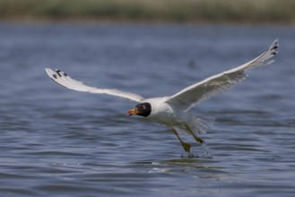 Herring gull (Ichthyaetus ichthyaetus), taking off from the water, Danube Delta, Romania, Europe